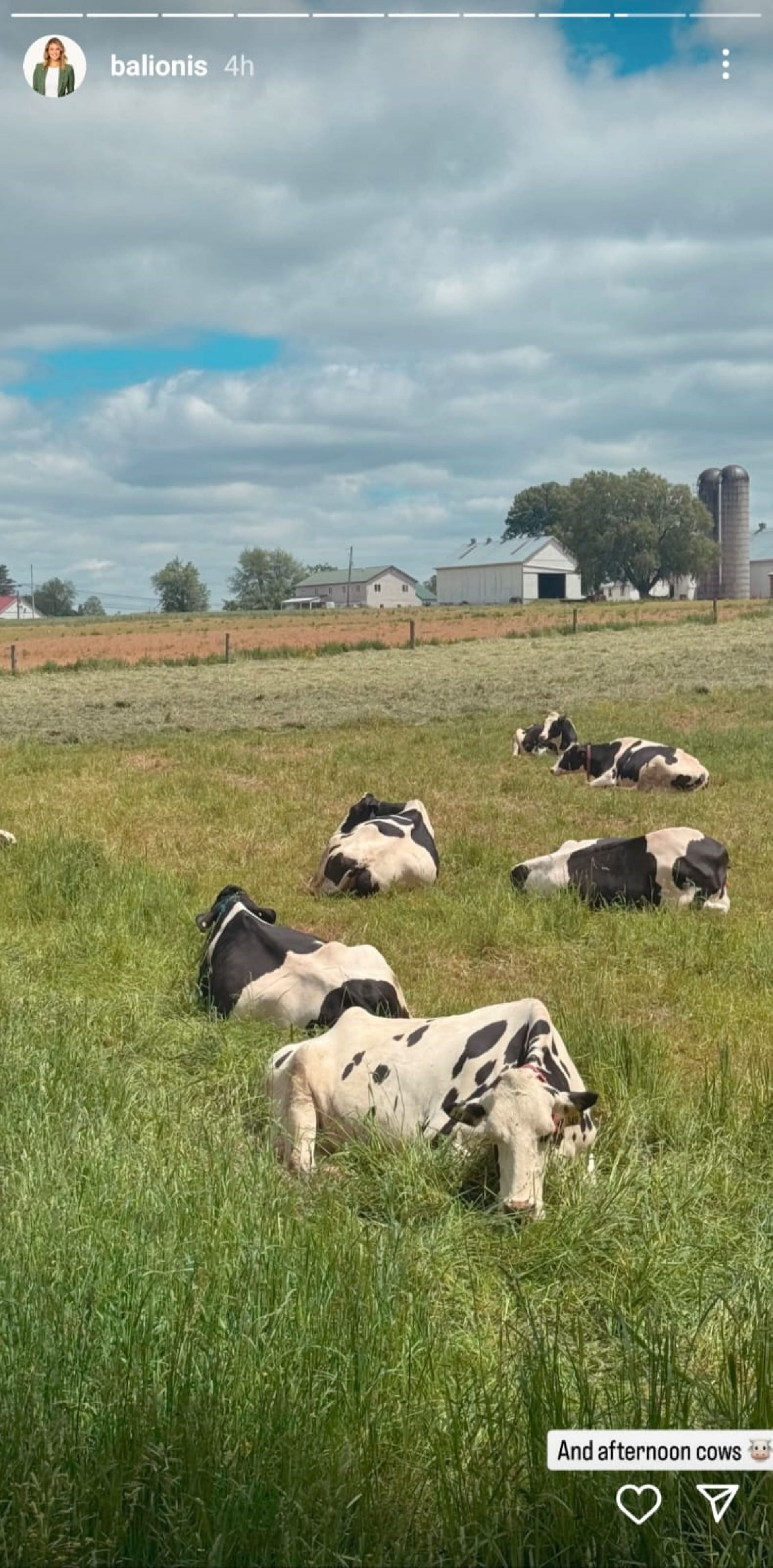 Cows resting in the field